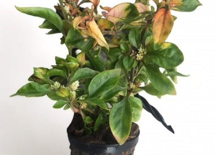 ALTERNANTHERA BETTZICKIANA EMERSED (YELLOW ALTERNATIVE) 5 stems around 10cm long - Nano Tanks Australia Aquarium Shop