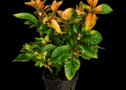 Alternanthera bettzickiana Yellow (Emersed) – 5 Stems ~10cm - Nano Tanks Australia