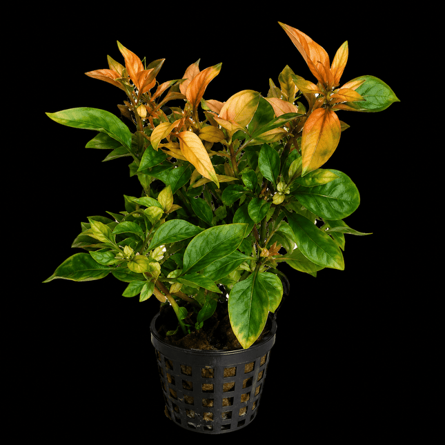 Alternanthera bettzickiana Yellow (Emersed) – 5 Stems ~10cm - Nano Tanks Australia