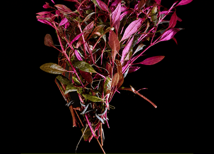 Alternanthera reineckii 'Mini' 5 Stems 10cm - Nano Tanks Australia