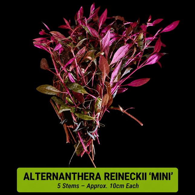 Alternanthera reineckii 'Mini' 5 Stems 10cm - Nano Tanks Australia