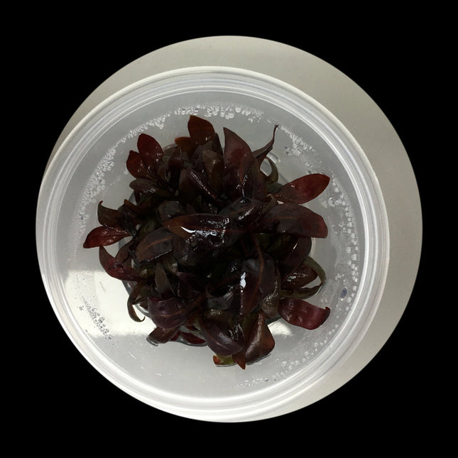 Alternanthera reineckii 'Mini' Large Tub - Nano Tanks Australia