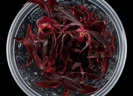 Alternanthera reineckii 'Mini' Tissue Culture - Nano Tanks Australia