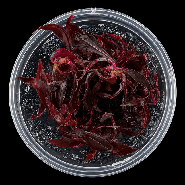 Alternanthera reineckii 'Mini' Tissue Culture - Nano Tanks Australia