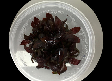 Alternanthera reineckii Mini tissue culture
