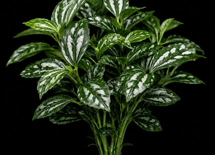 Aluminium Plant (Pilea cadierei) — Paludarium / Terrarium Plant - Nano Tanks Australia