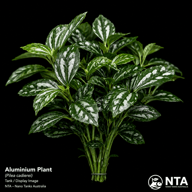 Aluminium Plant (Pilea cadierei) — Paludarium / Terrarium Plant - Nano Tanks Australia