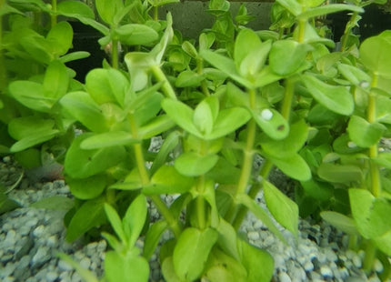 [ALWAYS IN STOCK] Bacopa caroliniana 5 stems 10cm tall - Nano Tanks Australia