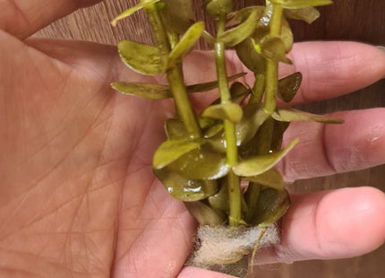[ALWAYS IN STOCK] Bacopa Sessiliflora japan - The Versatile Mid - Ground Stunner (5 stems 10cm) - Nano Tanks Australia
