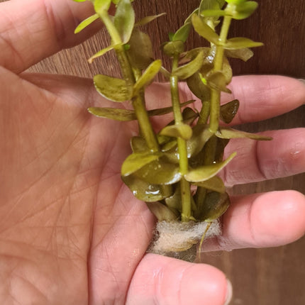 [ALWAYS IN STOCK] Bacopa Sessiliflora japan - The Versatile Mid - Ground Stunner (5 stems 10cm) - Nano Tanks Australia