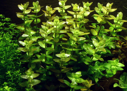 [ALWAYS IN STOCK] Bacopa Sessiliflora japan - The Versatile Mid - Ground Stunner (5 stems 10cm) - Nano Tanks Australia
