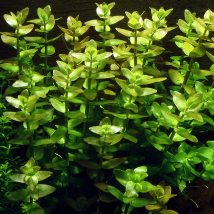 [ALWAYS IN STOCK] Bacopa Sessiliflora japan - The Versatile Mid - Ground Stunner (5 stems 10cm) - Nano Tanks Australia