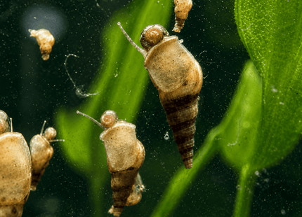[ALWAYS IN STOCK] For 10 Snails - Malaysian Trumpet Snails .5cm minimum size - Nano Tanks Australia