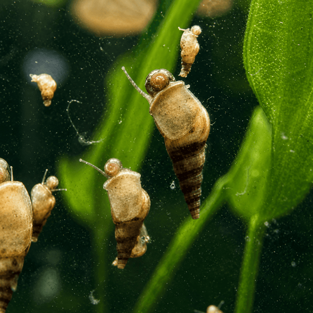 [ALWAYS IN STOCK] For 10 Snails - Malaysian Trumpet Snails .5cm minimum size - Nano Tanks Australia
