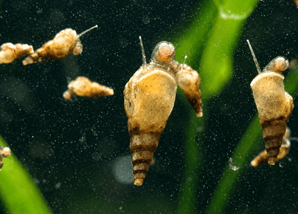 [ALWAYS IN STOCK] For 10 Snails - Malaysian Trumpet Snails .5cm minimum size - Nano Tanks Australia