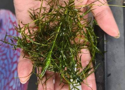 [ALWAYS IN STOCK] Guppy Grass aka Pearlweed (Najas guadalupensis) - The Versatile Aquarium Carpet Plant - Nano Tanks Australia