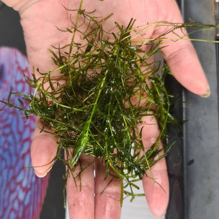 [ALWAYS IN STOCK] Guppy Grass aka Pearlweed (Najas guadalupensis) - The Versatile Aquarium Carpet Plant - Nano Tanks Australia