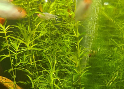 [ALWAYS IN STOCK] Guppy Grass aka Pearlweed (Najas guadalupensis) - The Versatile Aquarium Carpet Plant - Nano Tanks Australia