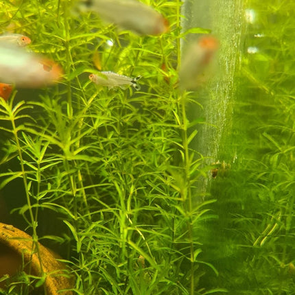 [ALWAYS IN STOCK] Guppy Grass aka Pearlweed (Najas guadalupensis) - The Versatile Aquarium Carpet Plant - Nano Tanks Australia