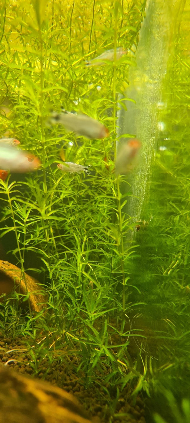 [ALWAYS IN STOCK] Guppy Grass aka Pearlweed (Najas guadalupensis) - The Versatile Aquarium Carpet Plant - Nano Tanks Australia