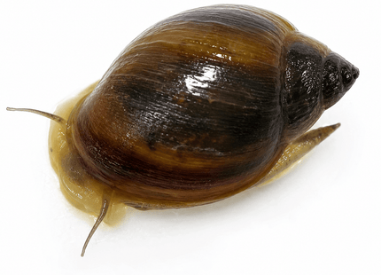 [ALWAYS IN STOCK] Quantity: 50 Live Pond Snails - Tank Cleaners & Fish Food - Nano Tanks Australia