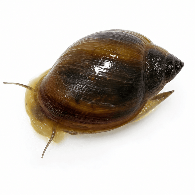 [ALWAYS IN STOCK] Quantity: 50 Live Pond Snails - Tank Cleaners & Fish Food - Nano Tanks Australia
