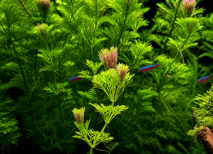 Ambulia (Limnophila sessiliflora) – 5 Stems ~10cm - Nano Tanks Australia
