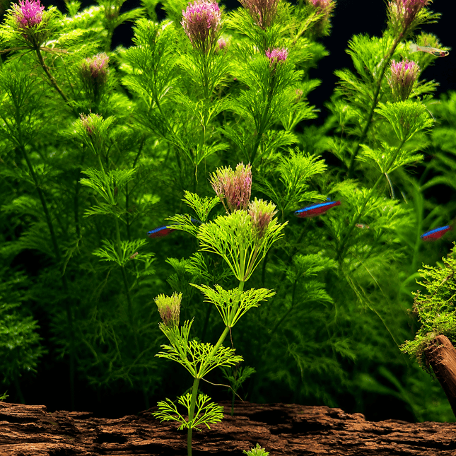 Ambulia (Limnophila sessiliflora) – 5 Stems ~10cm - Nano Tanks Australia