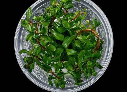 Ammannia senegalensis Tissue Culture - Nano Tanks Australia