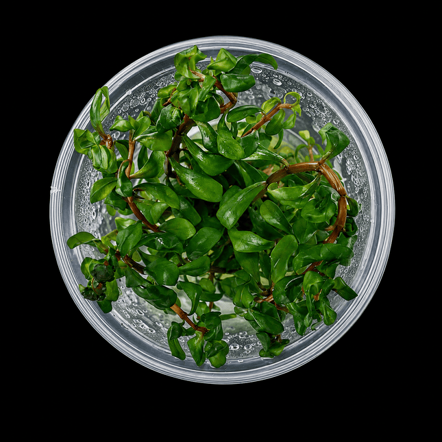 Ammannia senegalensis Tissue Culture - Nano Tanks Australia