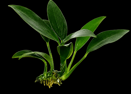 Anubias afzelii - Nano Tanks Australia