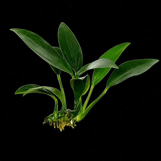 Anubias afzelii - Nano Tanks Australia