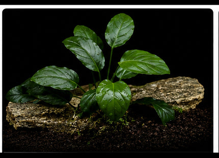 Anubias barteri 10–20cm - Nano Tanks Australia
