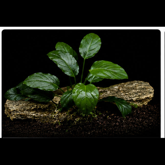Anubias barteri 10–20cm - Nano Tanks Australia