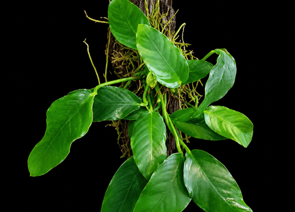 Anubias barteri on Driftwood - Nano Tanks Australia