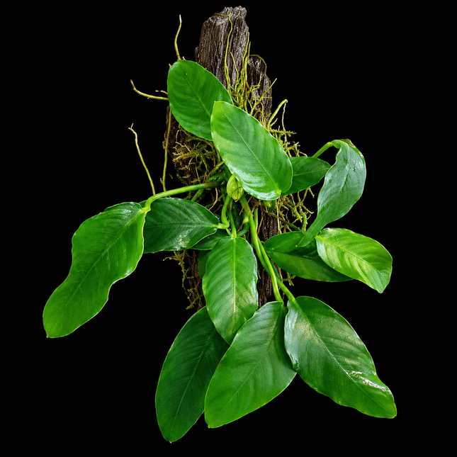 Anubias barteri on Driftwood - Nano Tanks Australia