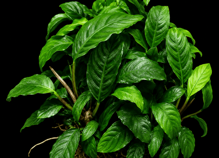 Anubias coffeefolia Bare Root - Nano Tanks Australia