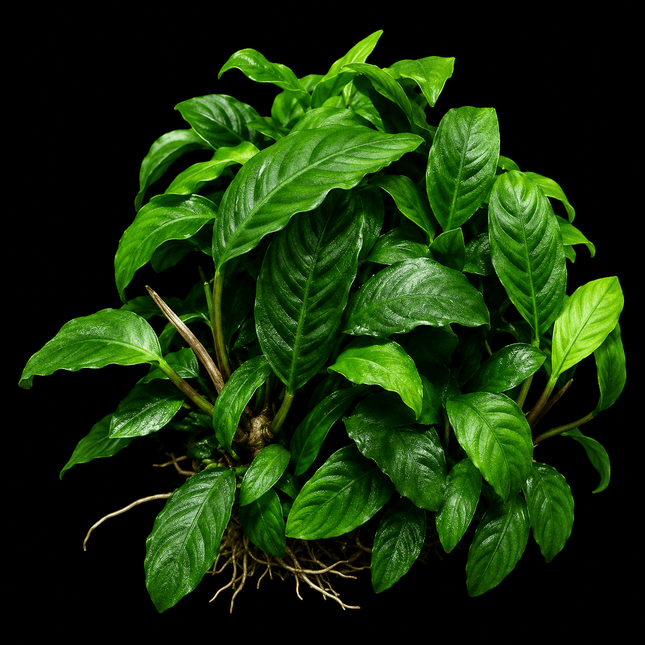 Anubias coffeefolia Bare Root - Nano Tanks Australia