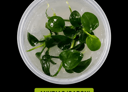 Anubias 'Gabon' Tissue Culture - Nano Tanks Australia