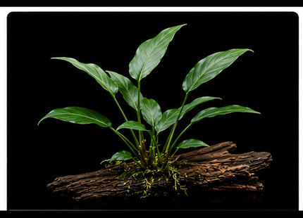 Anubias hastifolia - Nano Tanks Australia