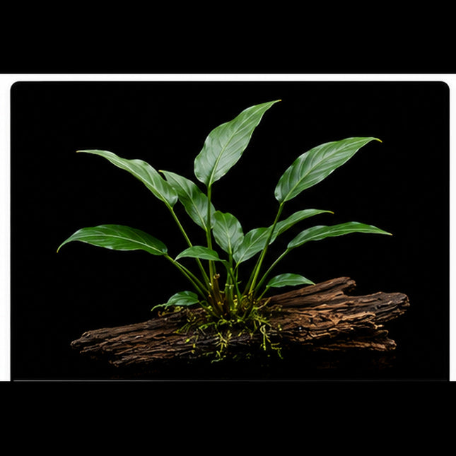 Anubias hastifolia - Nano Tanks Australia