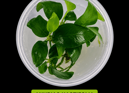 Anubias hastifolia Tissue Culture - Nano Tanks Australia