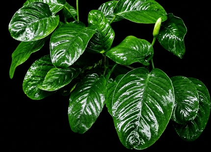 Anubias 'Jenny' (Anubias sp. 'Jenny') - Nano Tanks Australia