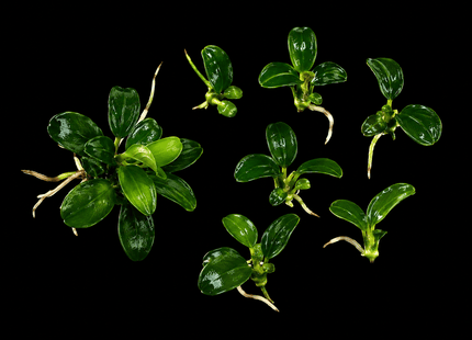 Anubias Minima Dragon Claw - Nano Tanks Australia