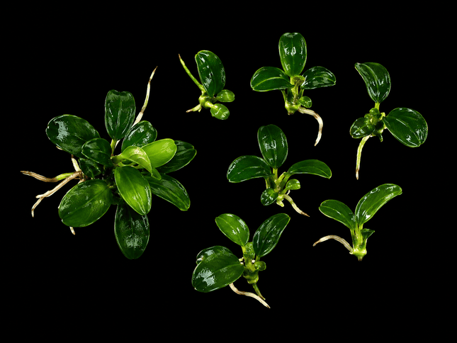 Anubias Minima Dragon Claw - Nano Tanks Australia