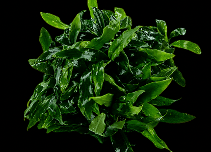 Anubias Minima Dragon Claw - Nano Tanks Australia