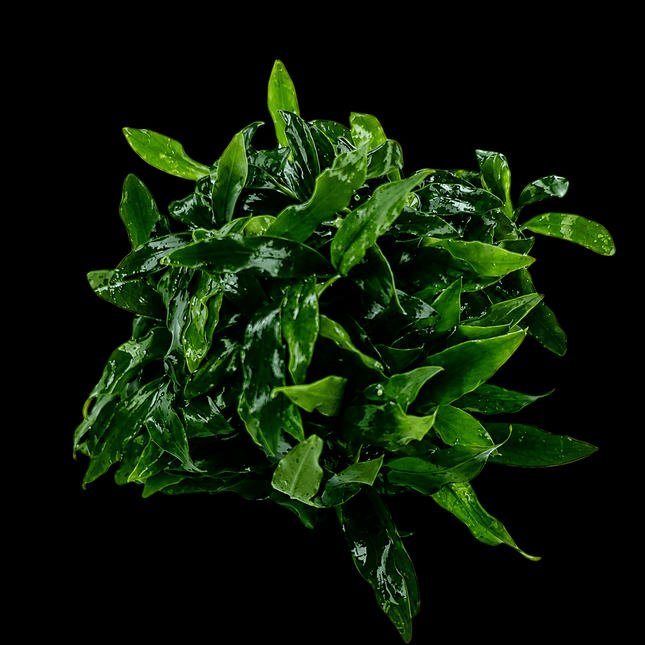 Anubias Minima Dragon Claw - Nano Tanks Australia
