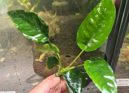 Anubias nana 5 - 10cm - Nano Tanks Australia Aquarium Shop
