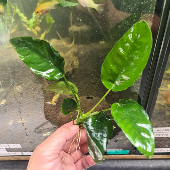 Anubias nana 5 - 10cm - Nano Tanks Australia Aquarium Shop