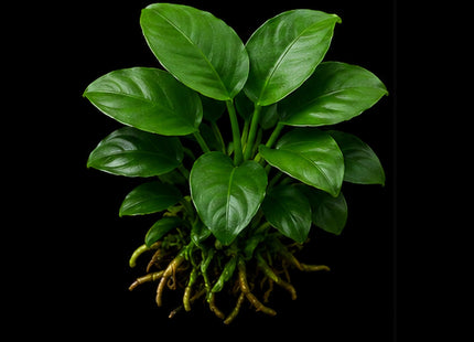Anubias nana 5-10cm in Terracotta Pot - Nano Tanks Australia